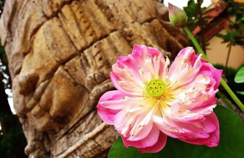 Lotus Lodge Siem Reap Luaran gambar